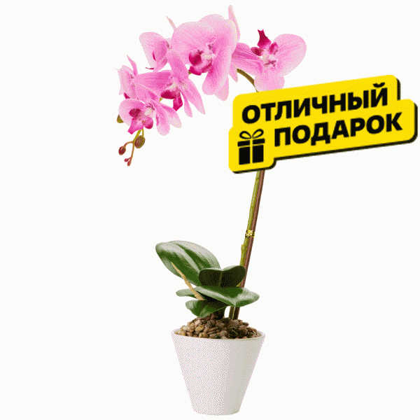 Растение 43см - в магазине «Чижик»